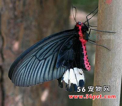 ������-����Ʒ��