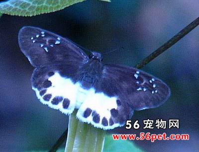 մ��ȹŪ��-����Ʒ��