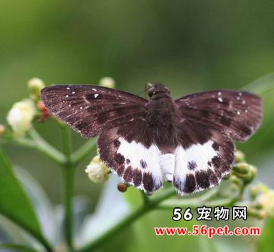 մ��ȹŪ��-����Ʒ��