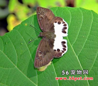 մ��ȹŪ��-����Ʒ��