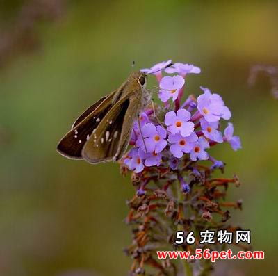 �л���Ū��-����Ʒ��