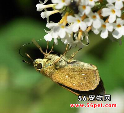 �л���Ū��-����Ʒ��