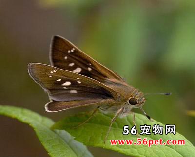 �л���Ū��-����Ʒ��