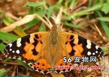 ϸ�����̵�-����Ʒ��