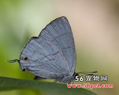 ϸ�ҵ�-����Ʒ��