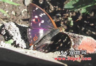 ϸ�����̵�-����Ʒ��