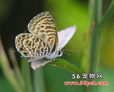 ϸ�ҵ�-����Ʒ��