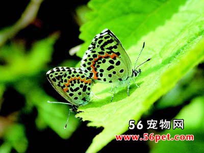 ��ҵ�-����Ʒ��