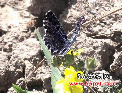 ��ҵ�-����Ʒ��