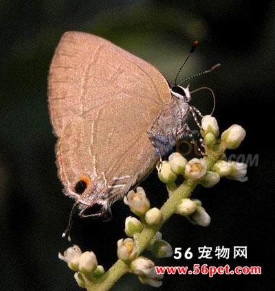 �л����ҵ�-����Ʒ��