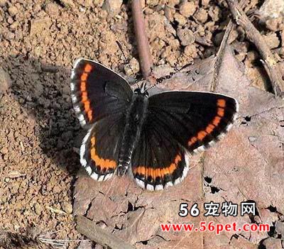 �л����ҵ�-����Ʒ��