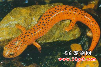 �����-���Ʒ��