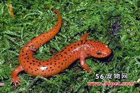 �����-���Ʒ��