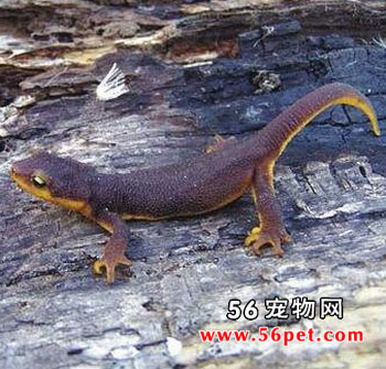 ���ݺ츹���-���Ʒ��