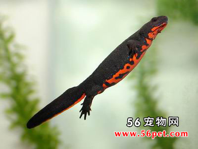 �������-���Ʒ��