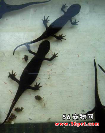 �������-���Ʒ��