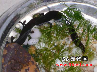 �������-���Ʒ��