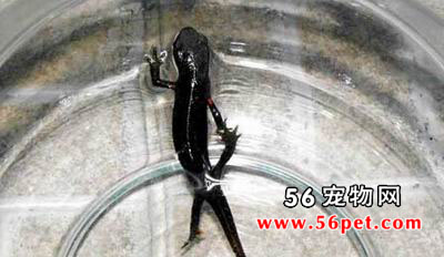 �������-���Ʒ��