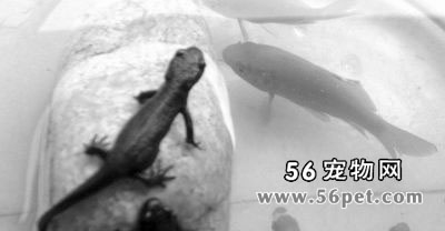 �������-���Ʒ��