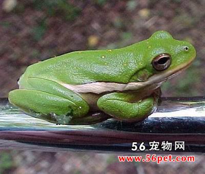 ��������-���Ʒ��