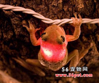 ��������-���Ʒ��