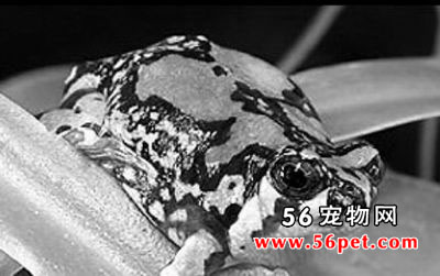 �����˹�Ӳ���-���Ʒ��