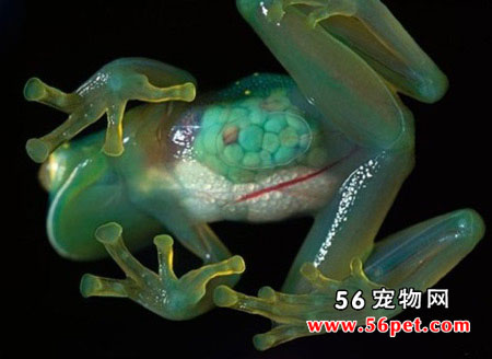 �����˹�Ӳ���-���Ʒ��