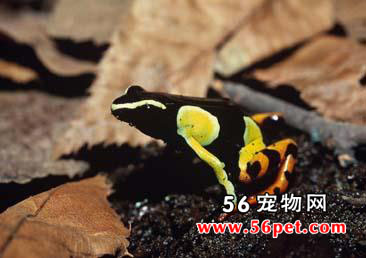 �����˹�Ӳ���-���Ʒ��