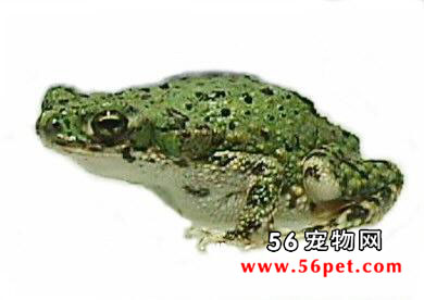 �����̱����-���Ʒ��