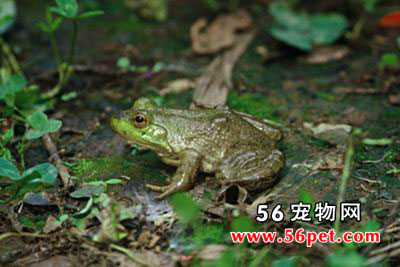 ����ţ��-���Ʒ��