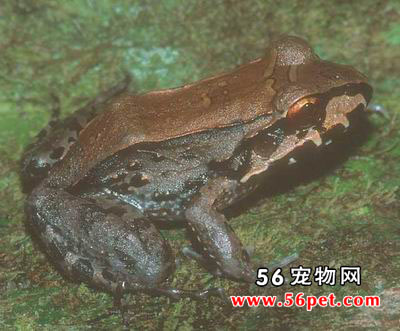 ����ţ��-���Ʒ��