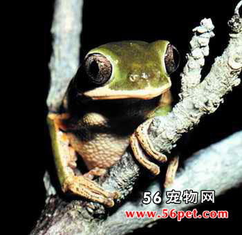 ���ױ�������-���Ʒ��