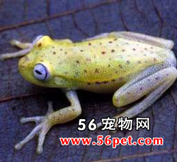 ���ױ�������-���Ʒ��