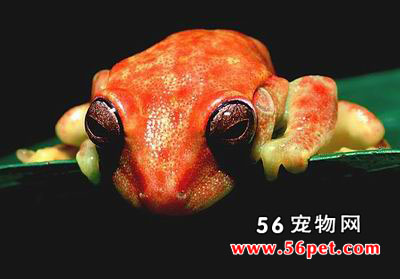 ���ױ�������-���Ʒ��