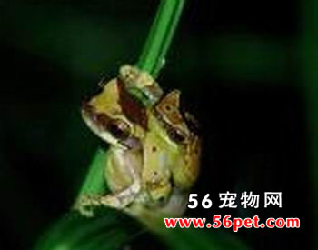 ���ױ�������-���Ʒ��