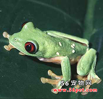 ���ױ�������-���Ʒ��