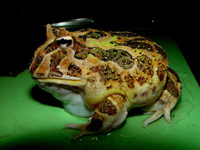 ���ױ��ǽ���-���Ʒ��