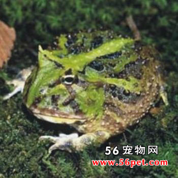 ���ױ��ǽ���-���Ʒ��