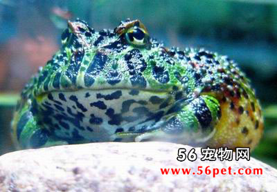 ���ױ��ǽ���-���Ʒ��