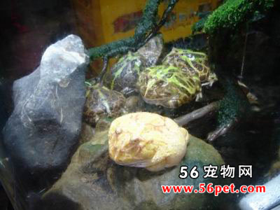 ���ױ��ǽ���-���Ʒ��