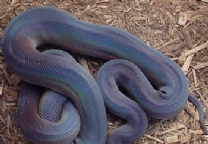 ����������-��Ʒ��