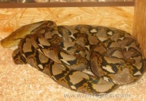 ����������-��Ʒ��