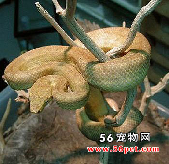 ����������-��Ʒ��