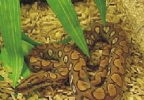 ����ѷ����-��Ʒ��