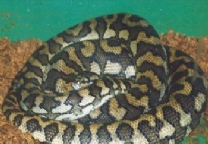 ����ѷ����-��Ʒ��