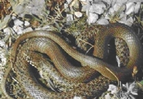 ����ѷ����-��Ʒ��