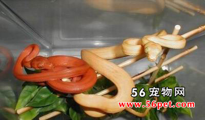 ����ѷ����-��Ʒ��