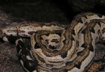 ����ѷ����-��Ʒ��