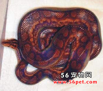 �����ʺ���-��Ʒ��