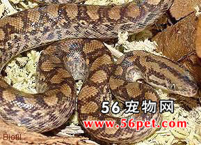 �����ʺ���-��Ʒ��